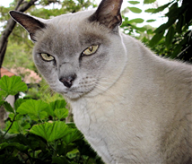 Image for 4 Cat Marketing Lessons